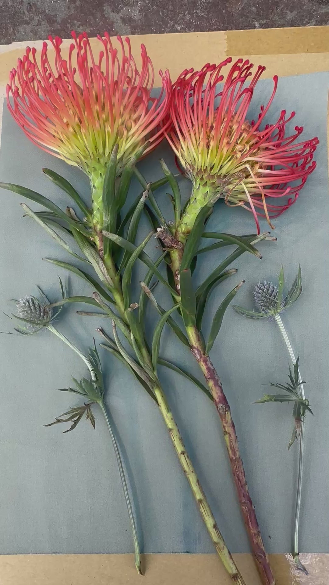 Botanical Printing in NYC