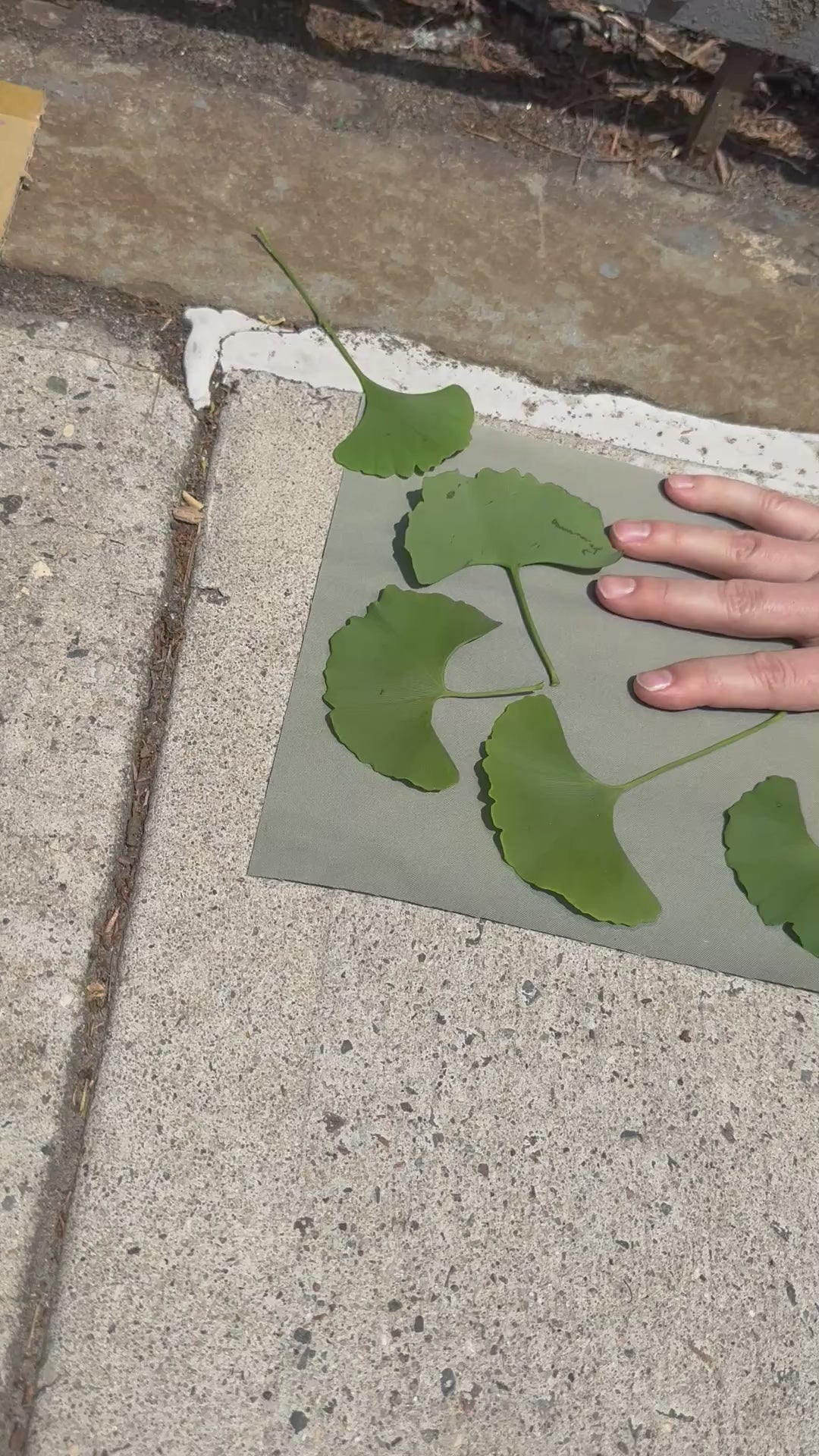 Botanical Printing in NYC